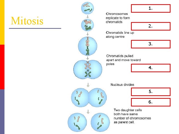 1. Interphase 1. Mitosis 2. Prophase 2. 3. Metaphase 3. 4. Anaphase 4. 5.