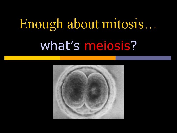 Enough about mitosis… what’s meiosis? 