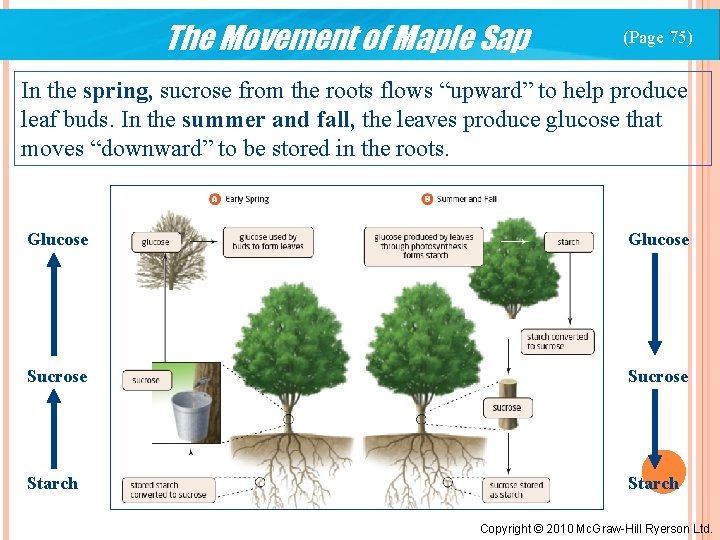 The Movement of Maple Sap (Page 75) In the spring, sucrose from the roots