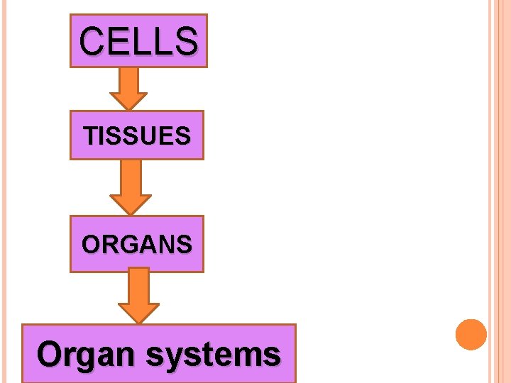 CELLS TISSUES ORGANS Organ systems 