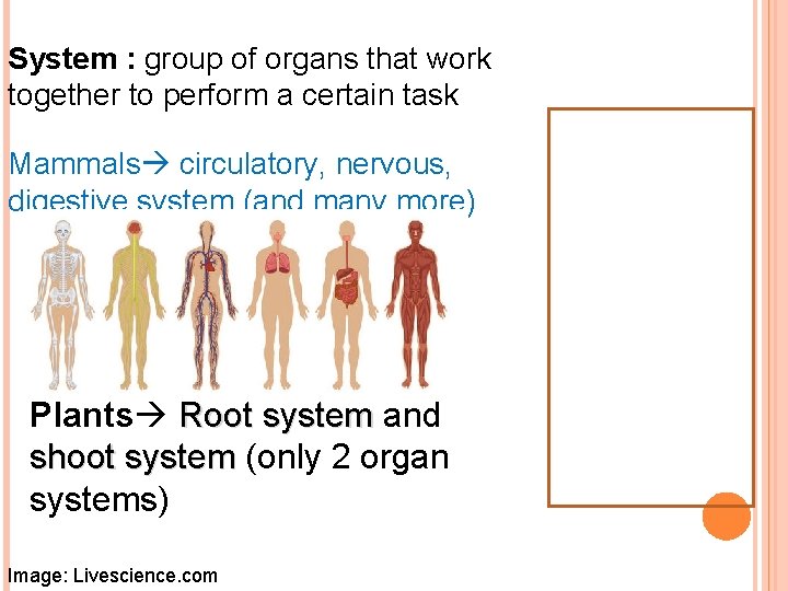 System : group of organs that work together to perform a certain task Mammals
