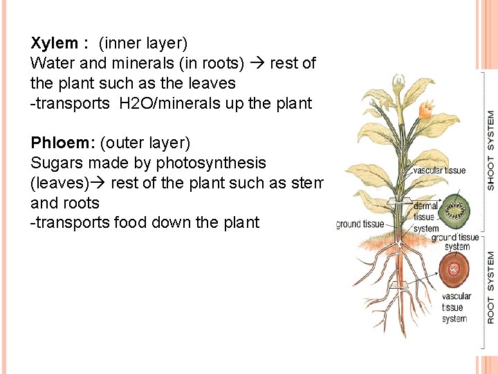 Xylem : (inner layer) Water and minerals (in roots) rest of the plant such