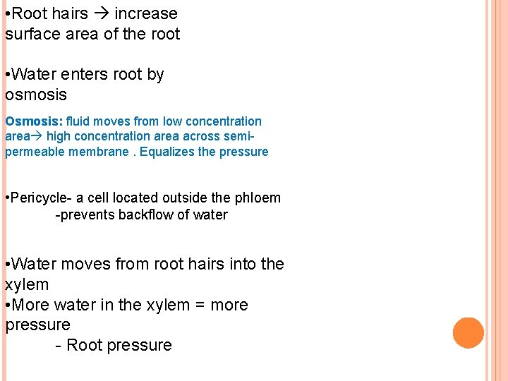  • Root hairs increase surface area of the root • Water enters root