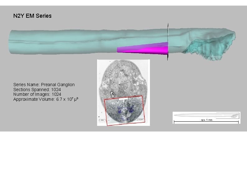 N 2 Y EM Series Name: Preanal Ganglion Sections Spanned: 1024 Number of Images: