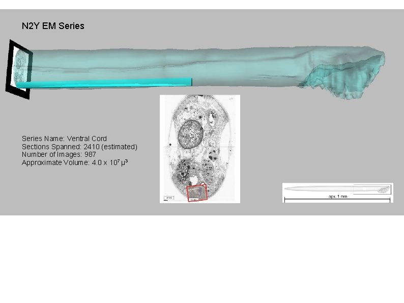 N 2 Y EM Series Name: Ventral Cord Sections Spanned: 2410 (estimated) Number of