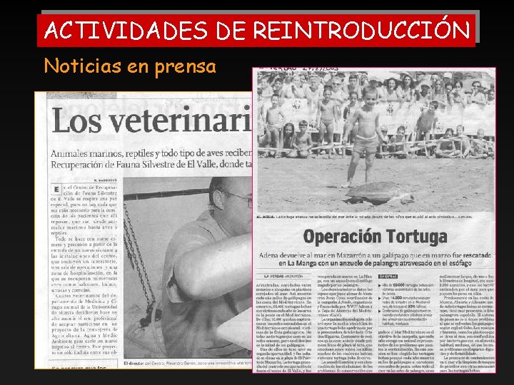 ACTIVIDADES DE REINTRODUCCIÓN Noticias en prensa 