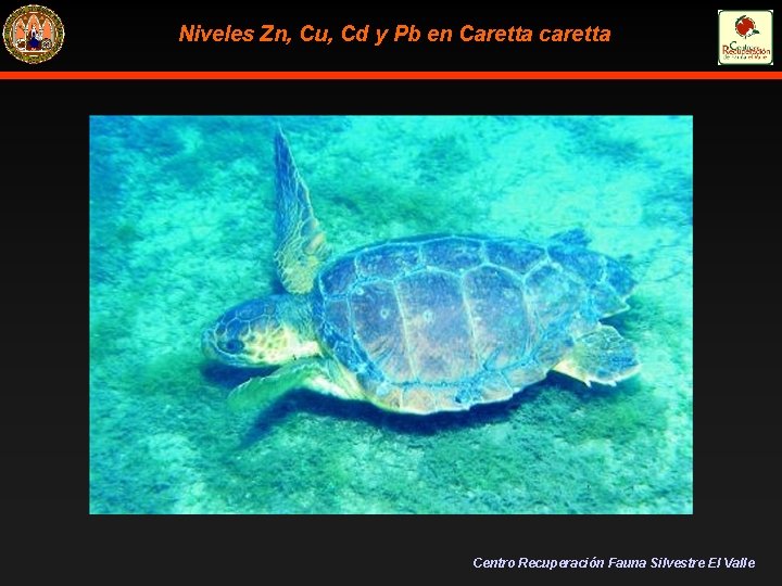 Niveles Zn, Cu, Cd y Pb en Caretta caretta Centro Recuperación Fauna Silvestre El