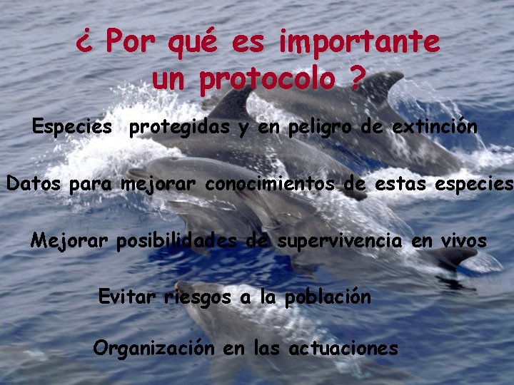 ¿ Por qué es importante un protocolo ? Especies protegidas y en peligro de