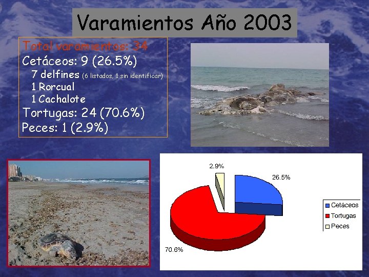 Varamientos Año 2003 Total varamientos: 34 Cetáceos: 9 (26. 5%) 7 delfines (6 listados,