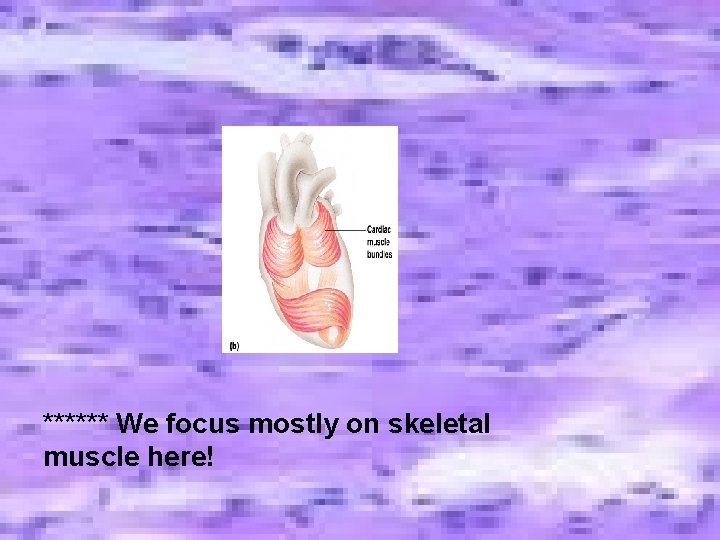 ****** We focus mostly on skeletal muscle here! ****** We focus mostly on skeletal muscle here!