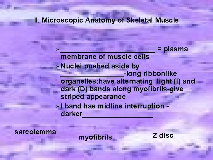 II. Microscopic Anatomy of Skeletal Muscle » ____________ = plasma membrane of muscle cells II. Microscopic Anatomy of Skeletal Muscle » ____________ = plasma membrane of muscle cells