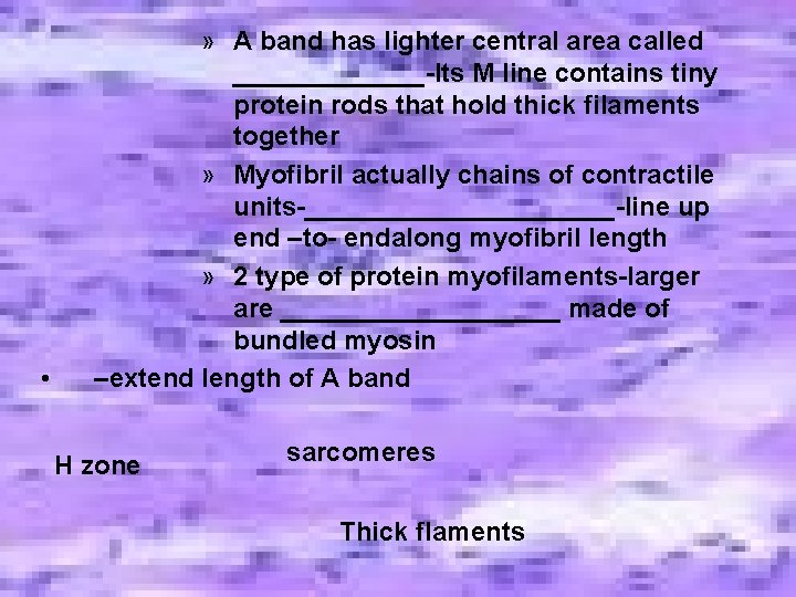 • » A band has lighter central area called _______-Its M line contains • » A band has lighter central area called _______-Its M line contains