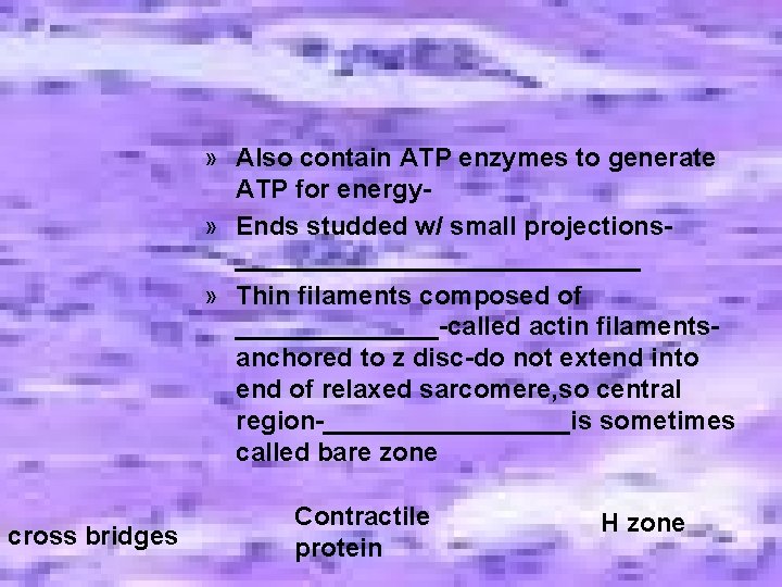 » Also contain ATP enzymes to generate ATP for energy» Ends studded w/ small » Also contain ATP enzymes to generate ATP for energy» Ends studded w/ small