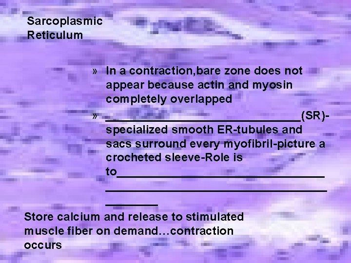 Sarcoplasmic Reticulum » In a contraction, bare zone does not appear because actin and Sarcoplasmic Reticulum » In a contraction, bare zone does not appear because actin and