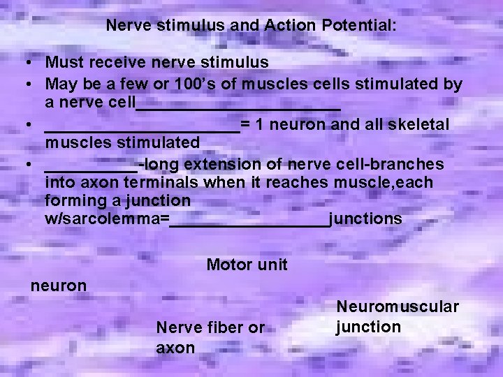 Nerve stimulus and Action Potential: • Must receive nerve stimulus • May be a Nerve stimulus and Action Potential: • Must receive nerve stimulus • May be a