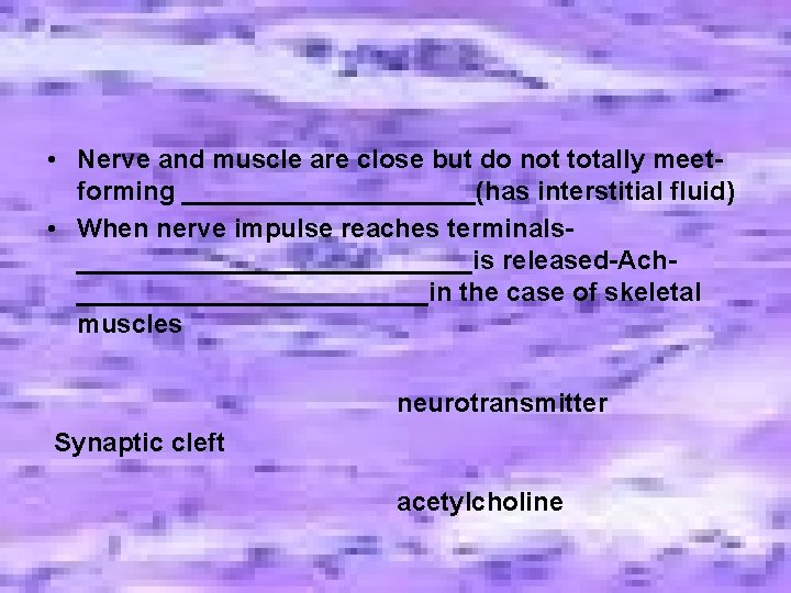 • Nerve and muscle are close but do not totally meetforming __________(has interstitial • Nerve and muscle are close but do not totally meetforming __________(has interstitial