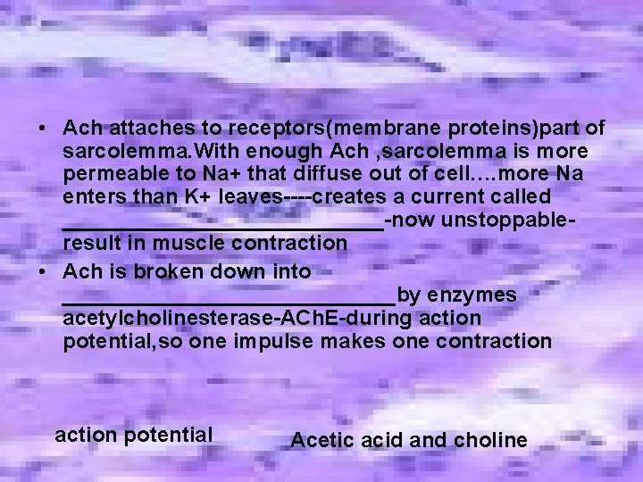 • Ach attaches to receptors(membrane proteins)part of sarcolemma. With enough Ach , sarcolemma • Ach attaches to receptors(membrane proteins)part of sarcolemma. With enough Ach , sarcolemma