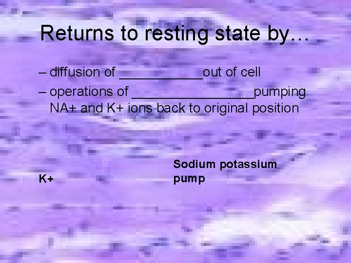 Returns to resting state by… – diffusion of ______out of cell – operations of Returns to resting state by… – diffusion of ______out of cell – operations of