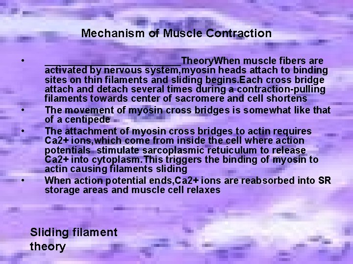 Mechanism of Muscle Contraction • • _____________Theory. When muscle fibers are activated by nervous Mechanism of Muscle Contraction • • _____________Theory. When muscle fibers are activated by nervous