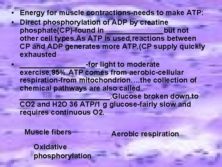 • Energy for muscle contractions-needs to make ATP: • Direct phosphorylation of ADP • Energy for muscle contractions-needs to make ATP: • Direct phosphorylation of ADP
