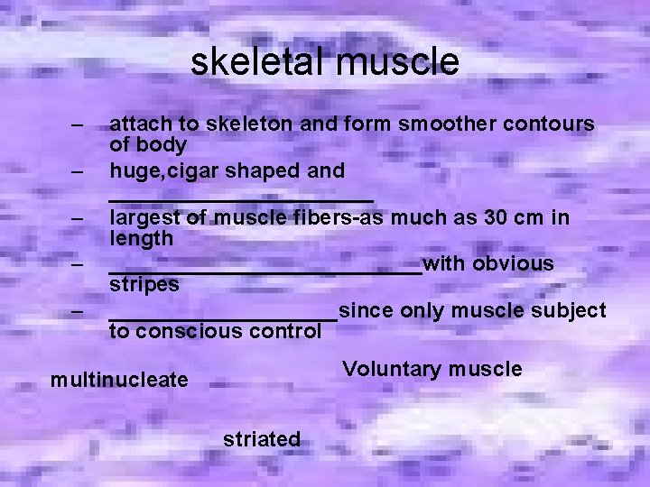 skeletal muscle – – – attach to skeleton and form smoother contours of body skeletal muscle – – – attach to skeleton and form smoother contours of body