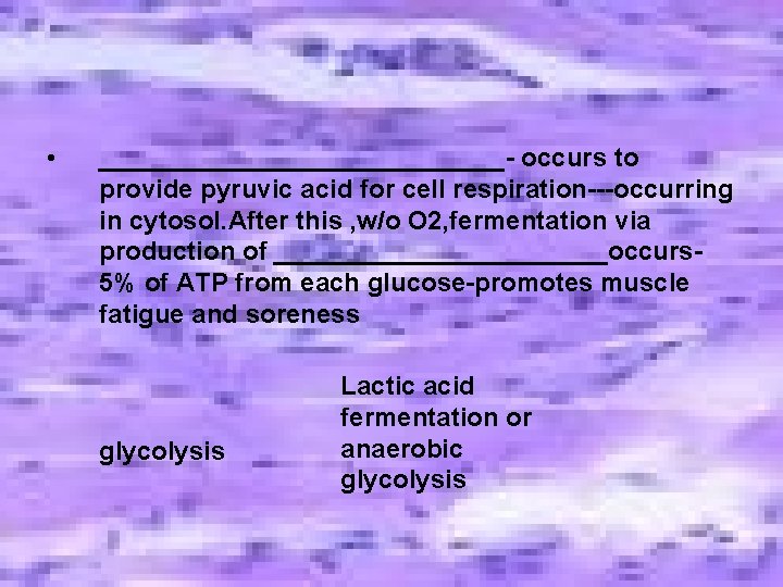 • ______________- occurs to provide pyruvic acid for cell respiration---occurring in cytosol. After • ______________- occurs to provide pyruvic acid for cell respiration---occurring in cytosol. After