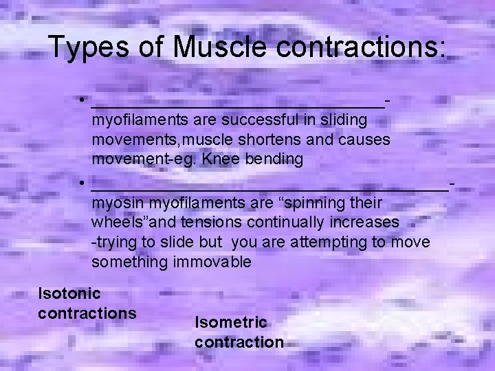 Types of Muscle contractions: • ________________myofilaments are successful in sliding movements, muscle shortens and Types of Muscle contractions: • ________________myofilaments are successful in sliding movements, muscle shortens and