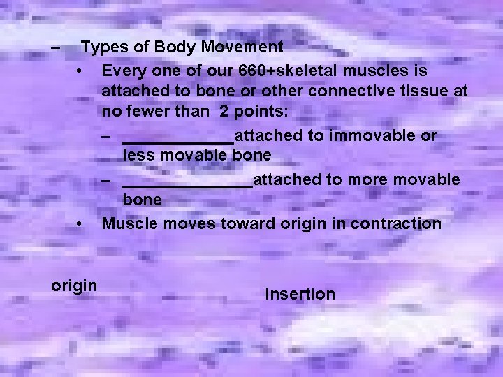 – Types of Body Movement • Every one of our 660+skeletal muscles is attached – Types of Body Movement • Every one of our 660+skeletal muscles is attached
