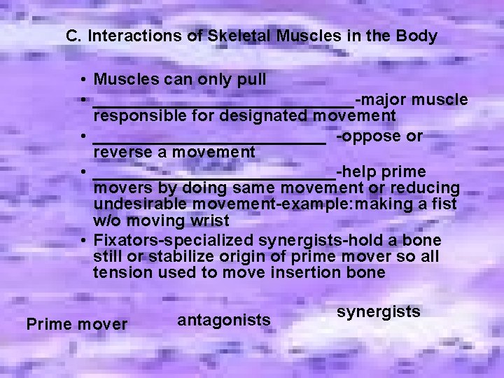 C. Interactions of Skeletal Muscles in the Body • Muscles can only pull • C. Interactions of Skeletal Muscles in the Body • Muscles can only pull •
