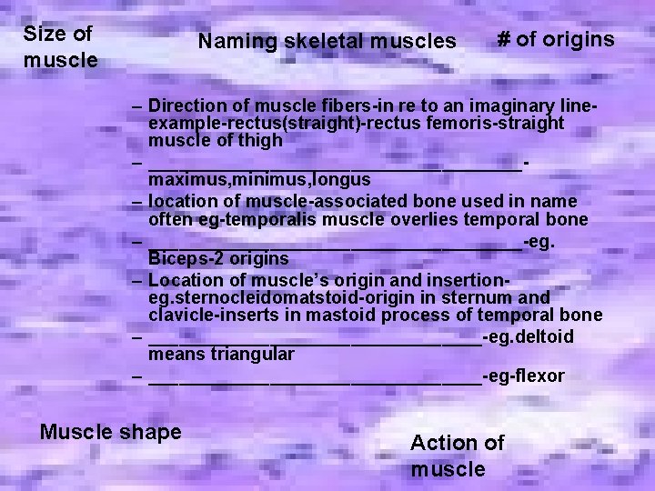 Size of muscle Naming skeletal muscles # of origins – Direction of muscle fibers-in Size of muscle Naming skeletal muscles # of origins – Direction of muscle fibers-in