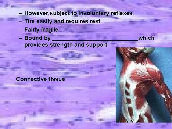 – – However, subject to involuntary reflexes Tire easily and requires rest Fairly fragile – – However, subject to involuntary reflexes Tire easily and requires rest Fairly fragile