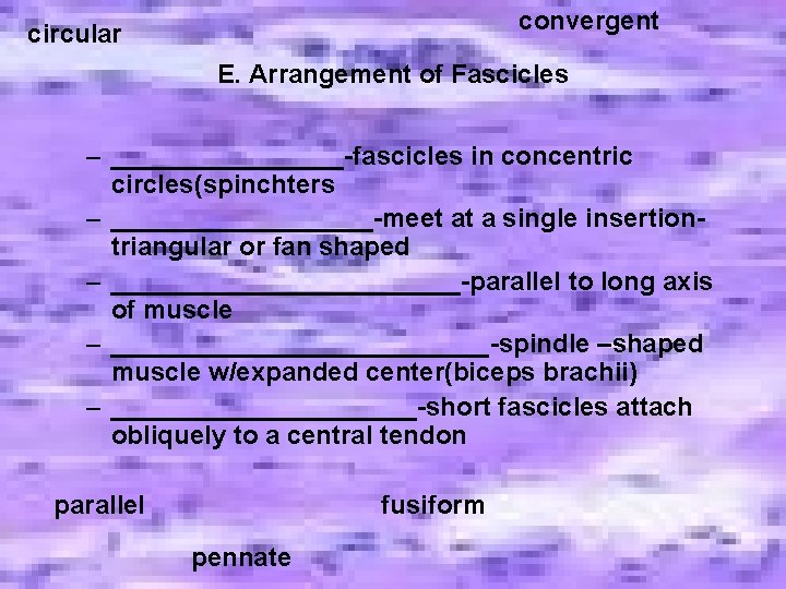 convergent circular E. Arrangement of Fascicles – ________-fascicles in concentric circles(spinchters – _________-meet at convergent circular E. Arrangement of Fascicles – ________-fascicles in concentric circles(spinchters – _________-meet at