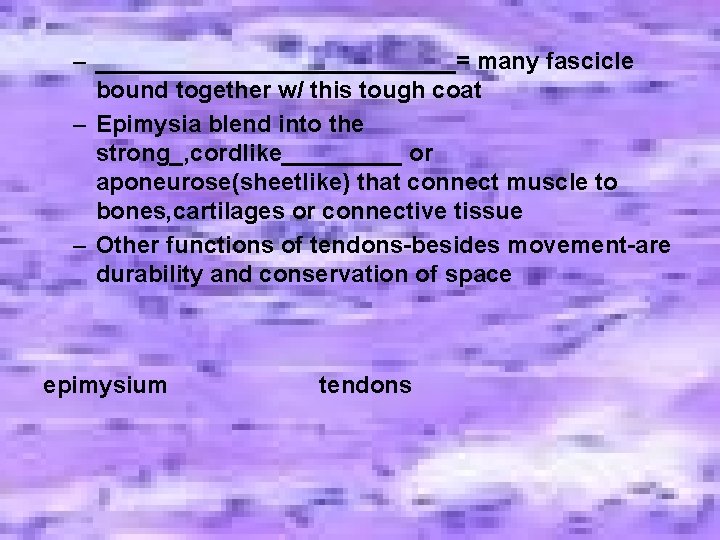– ______________= many fascicle bound together w/ this tough coat – Epimysia blend into – ______________= many fascicle bound together w/ this tough coat – Epimysia blend into