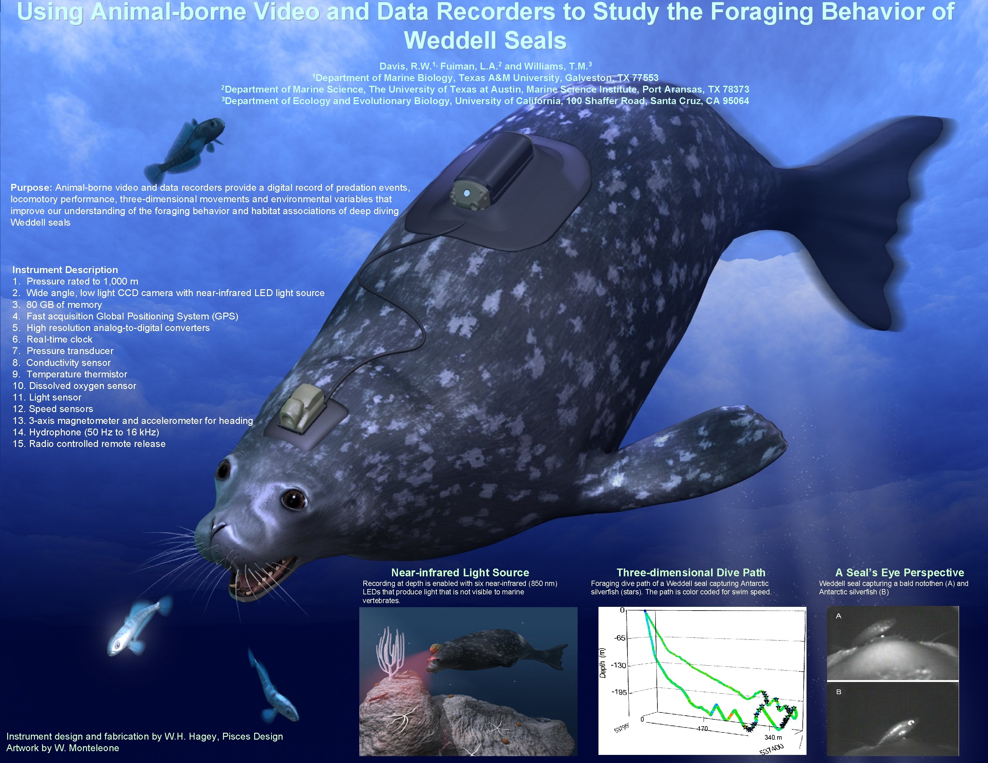 Using Animal-borne Video and Data Recorders to Study the Foraging Behavior of Weddell Seals