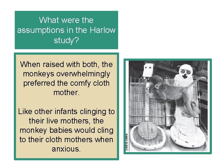 What were the assumptions in the Harlow study? When raised with both, the monkeys