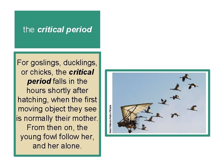 the critical period For goslings, ducklings, or chicks, the critical period falls in the