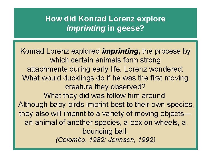 How did Konrad Lorenz explore imprinting in geese? Konrad Lorenz explored imprinting, the process