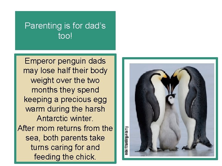 Parenting is for dad’s too! Emperor penguin dads may lose half their body weight
