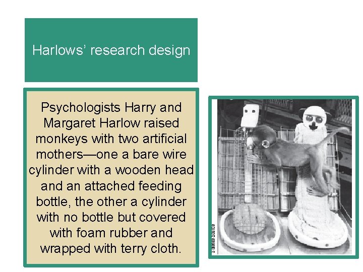 Harlows’ research design Psychologists Harry and Margaret Harlow raised monkeys with two artificial mothers—one