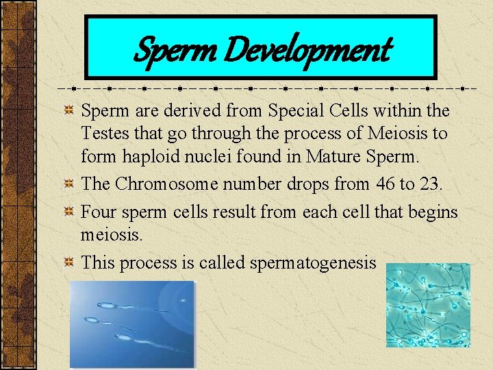 Sperm Development Sperm are derived from Special Cells within the Testes that go through