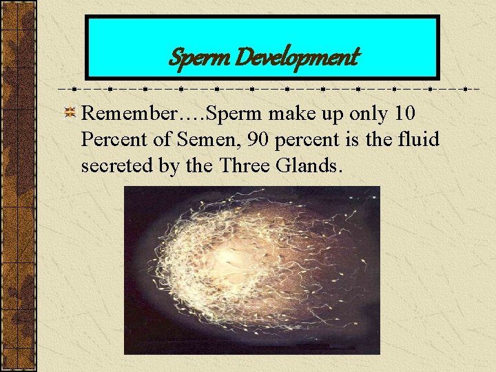 Sperm Development Remember…. Sperm make up only 10 Percent of Semen, 90 percent is