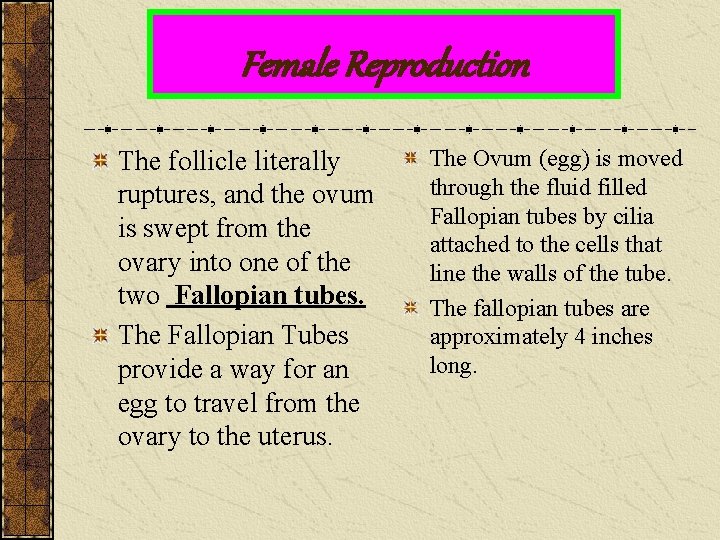 Female Reproduction The follicle literally ruptures, and the ovum is swept from the ovary