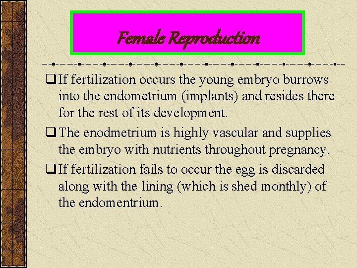 Female Reproduction q If fertilization occurs the young embryo burrows into the endometrium (implants)