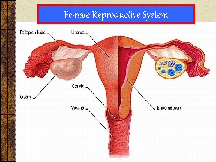 Female Reproductive System 