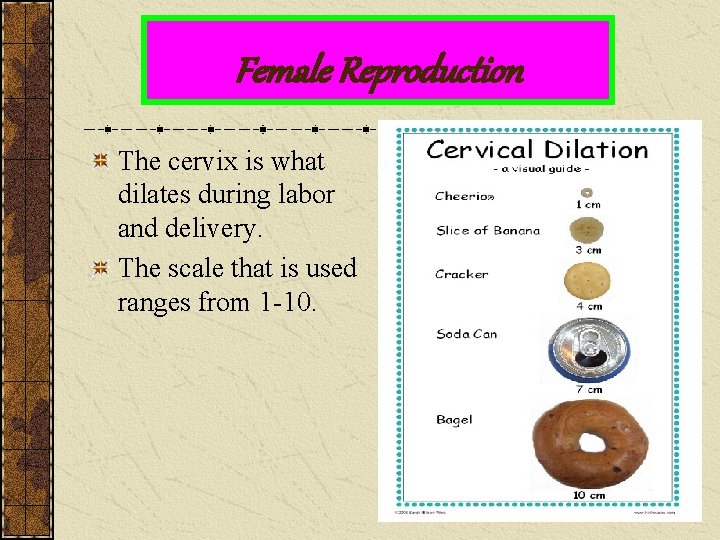 Female Reproduction The cervix is what dilates during labor and delivery. The scale that