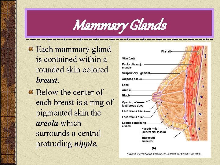 Mammary Glands Each mammary gland is contained within a rounded skin colored breast. Below