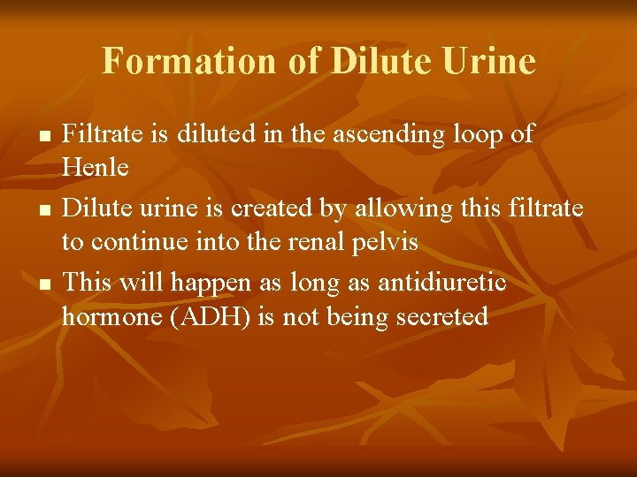 Formation of Dilute Urine n n n Filtrate is diluted in the ascending loop