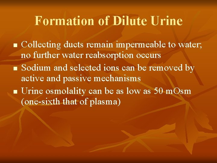 Formation of Dilute Urine n n n Collecting ducts remain impermeable to water; no