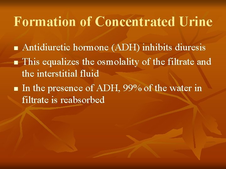 Formation of Concentrated Urine n n n Antidiuretic hormone (ADH) inhibits diuresis This equalizes