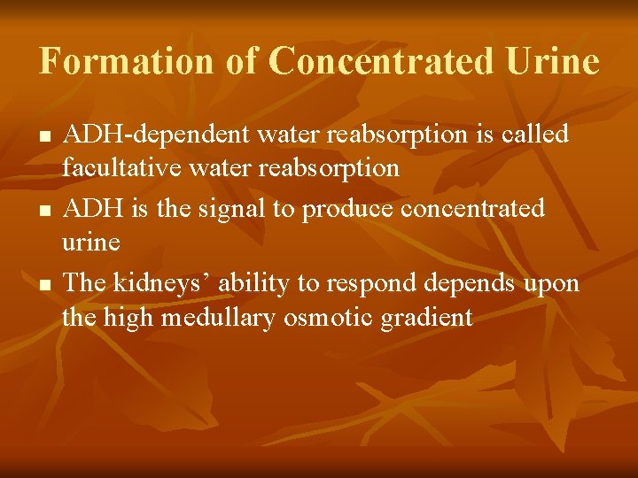 Formation of Concentrated Urine n n n ADH-dependent water reabsorption is called facultative water